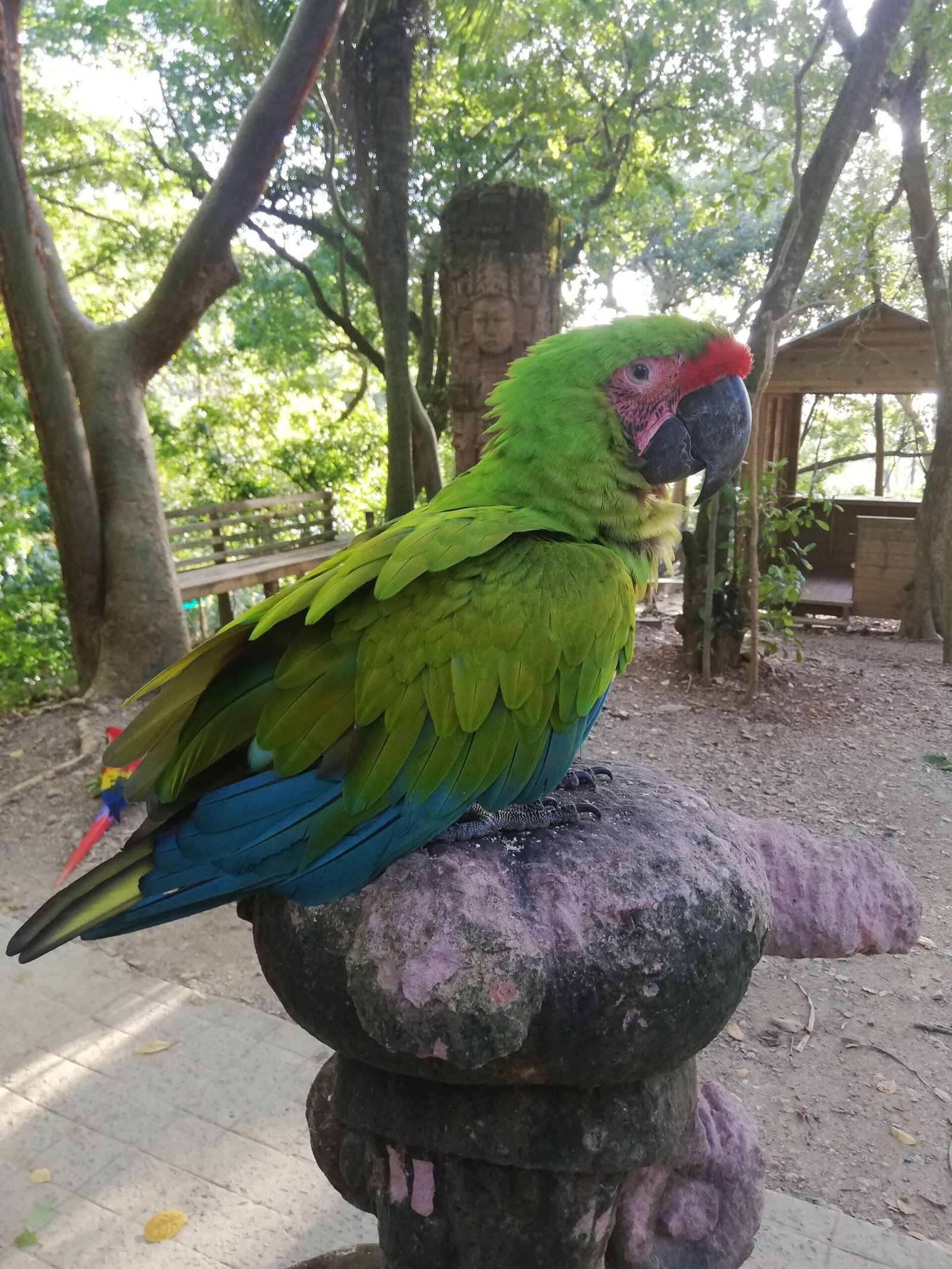 Real customer photo from Nahomy Tours - Macaw & Exotic Bird Encounter + Roatán Cultural Tour - Item 7