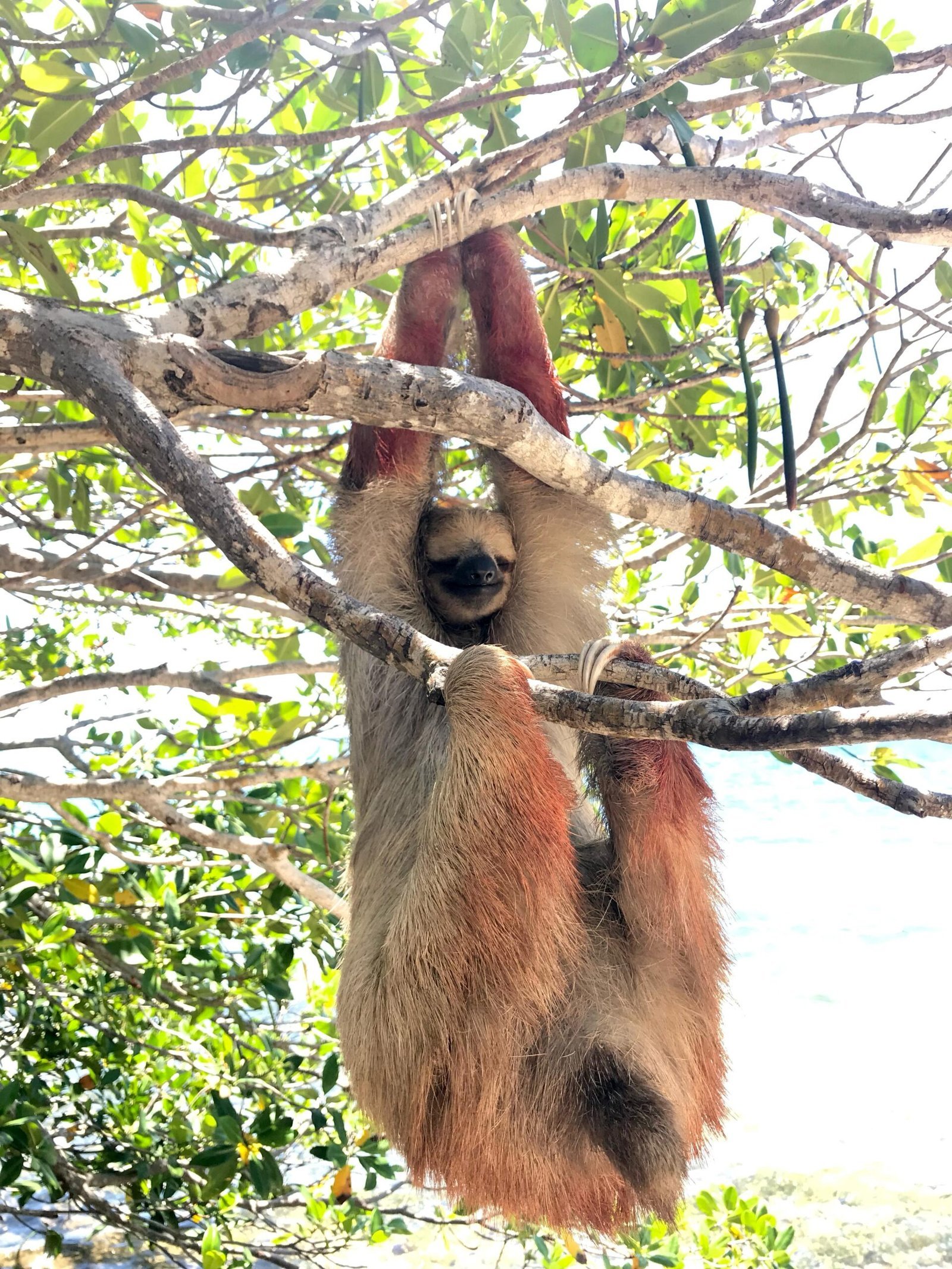 Real customer photo from Nahomy Tours - Sloth, Monkey and Exotic Bird Encounter - Item 2