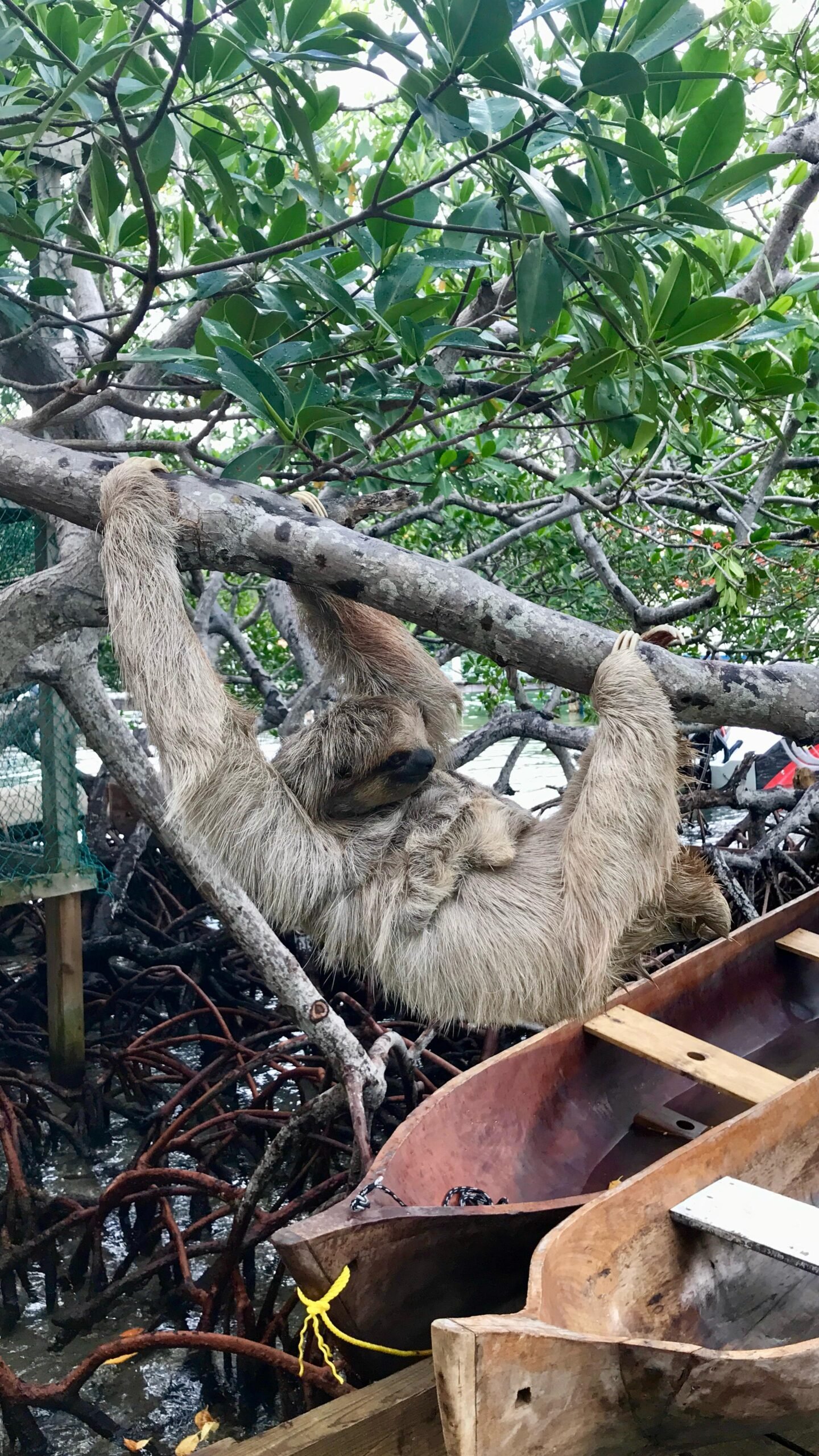 Real customer photo from Nahomy Tours - Sloth, Monkey and Exotic Bird Encounter - Item 3
