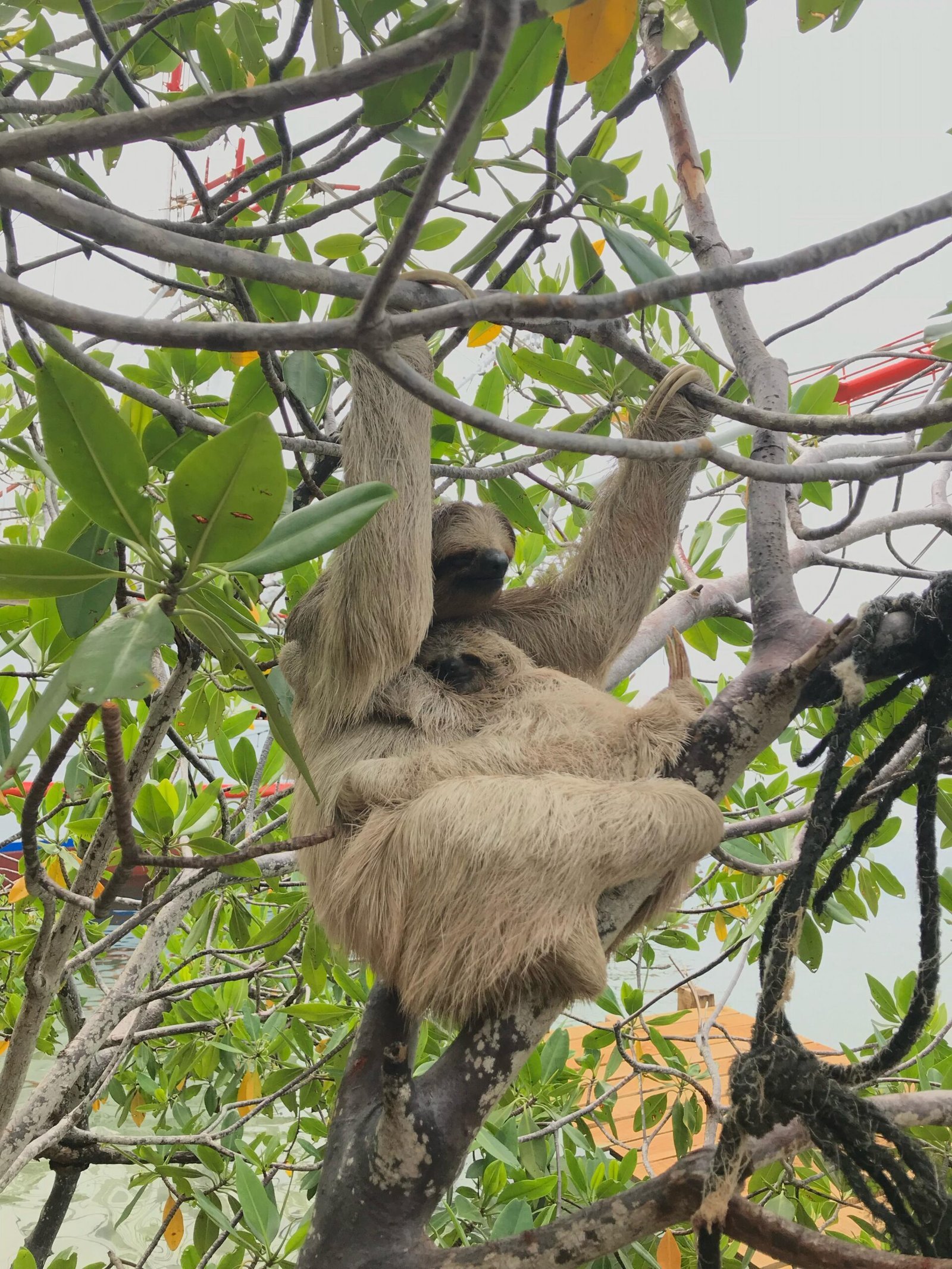 Real customer photo from Nahomy Tours - Sloth, Monkey and Exotic Bird Encounter - Item 4