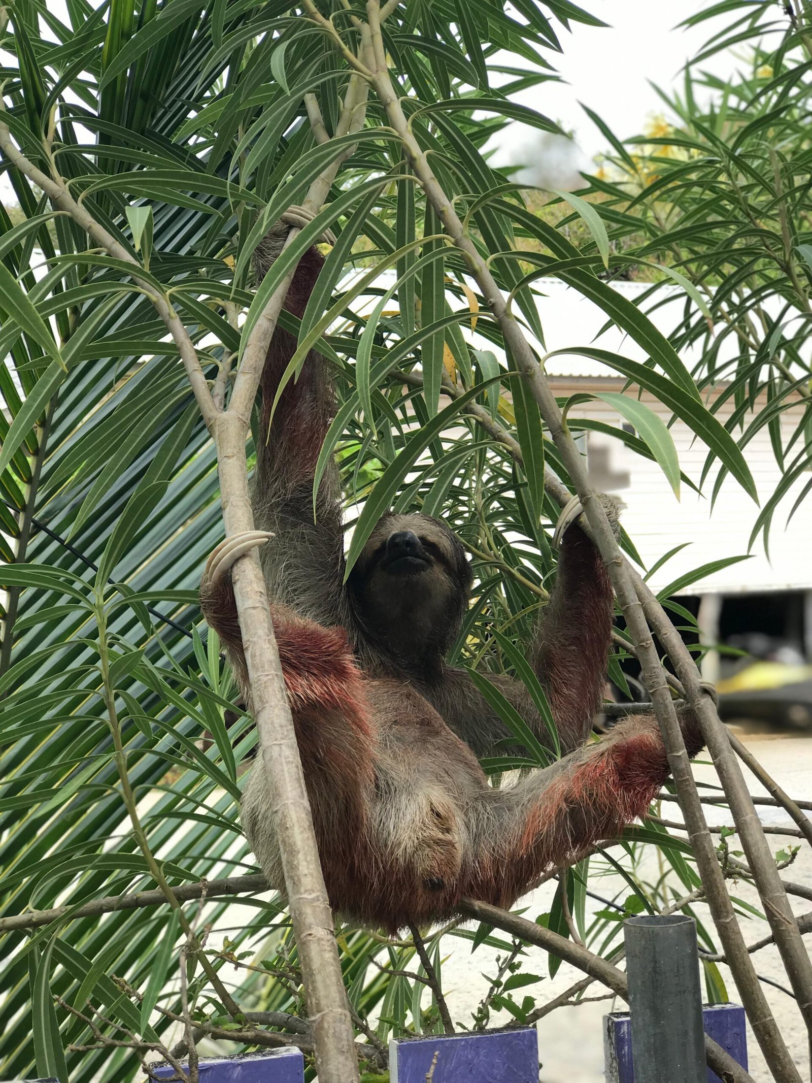 Real customer photo from Nahomy Tours - Sloth, Monkey and Exotic Bird Encounter - Item 5