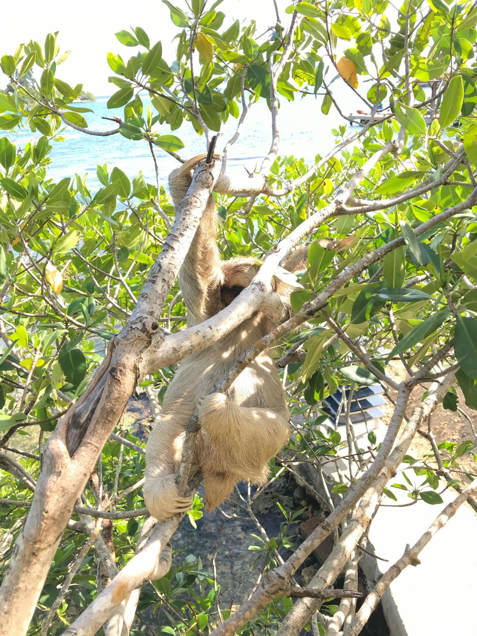 Real customer photo from Nahomy Tours - Sloth, Monkey and Exotic Bird Encounter - Item 6