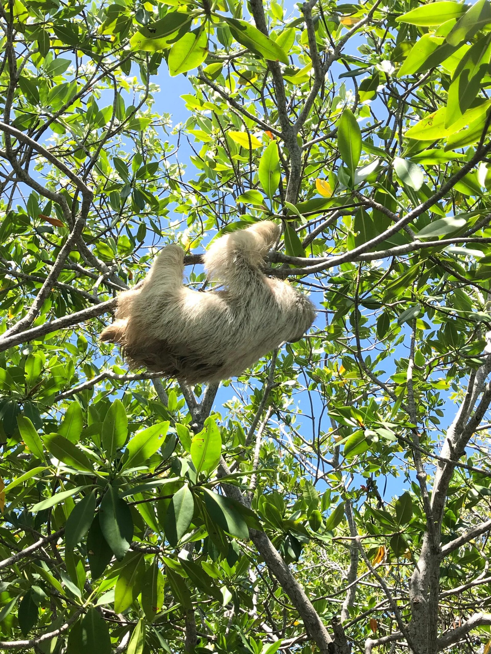 Real customer photo from Nahomy Tours - Sloth, Monkey and Exotic Bird Encounter - Item 7
