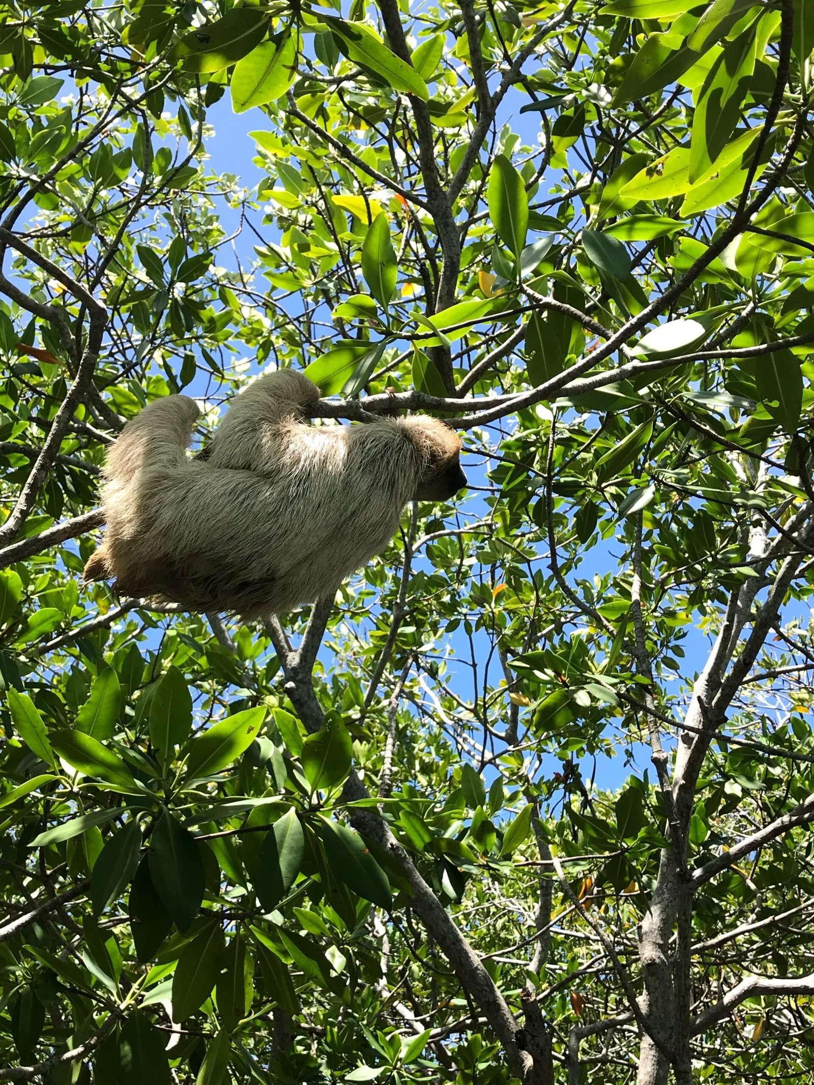 Real customer photo from Nahomy Tours - Sloth, Monkey and Exotic Bird Encounter - Item 8