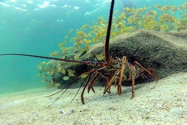Real customer photo from Nahomy Tours - Snorkeling Adventure in the Roatán Reef - Item 1