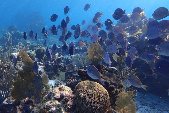 Real customer photo from Nahomy Tours - Snorkeling Adventure in the Roatán Reef - Item 2