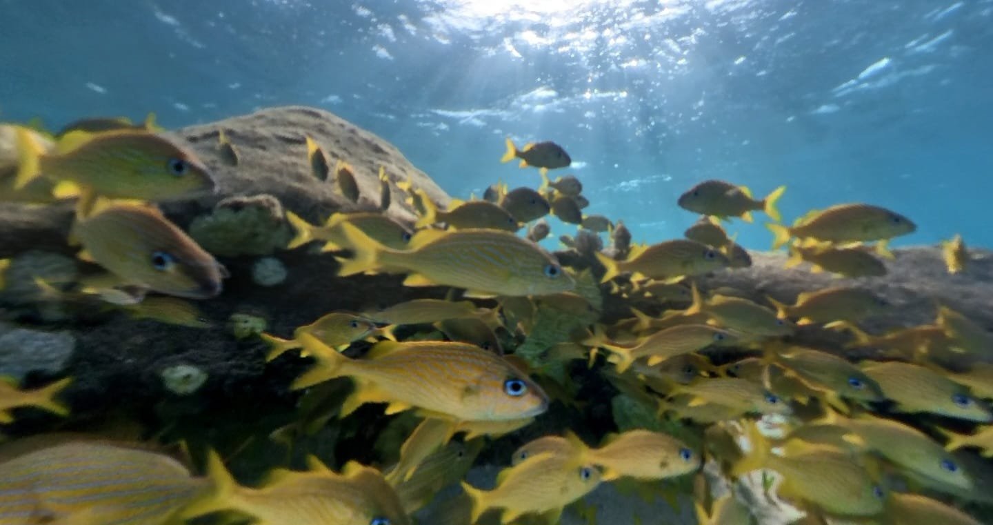 Real customer photo from Nahomy Tours - Snorkeling Adventure in the Roatán Reef - Item 5