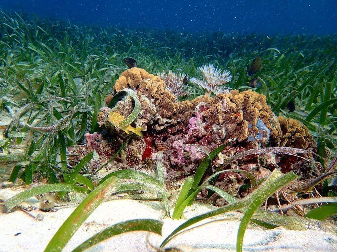 Real customer photo from Nahomy Tours - Snorkeling Adventure in the Roatán Reef - Item 6