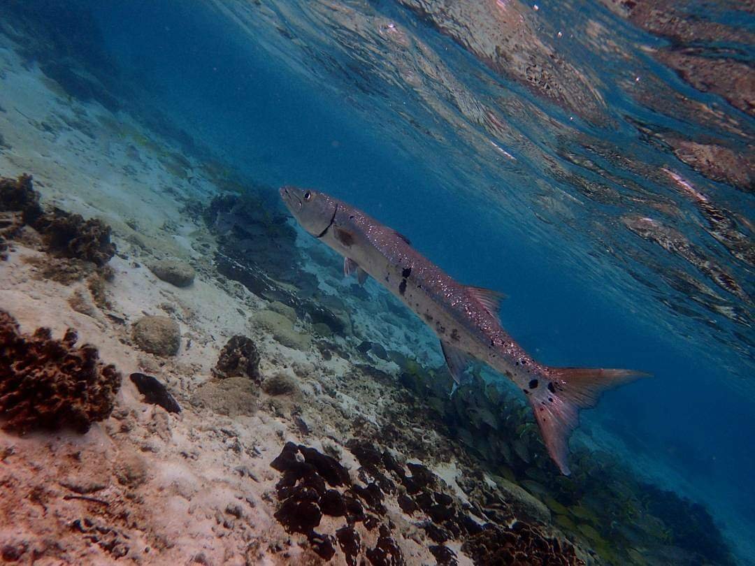 Real customer photo from Nahomy Tours - Snorkeling Adventure in the Roatán Reef - Item 7