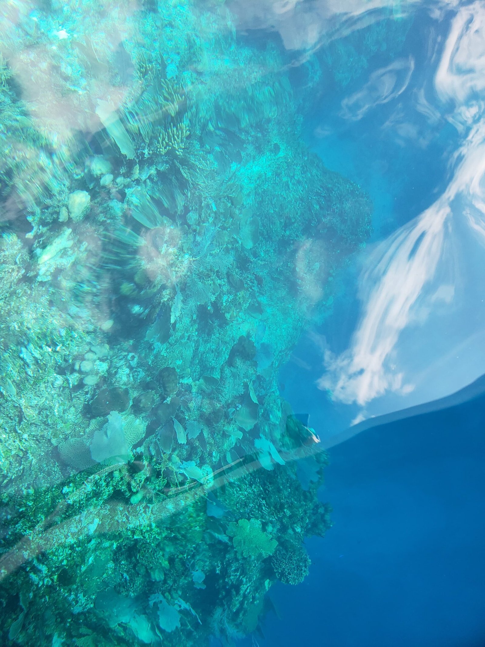 Real customer photo from Nahomy Tours - Snorkeling Adventure in the Roatán Reef - Item 8
