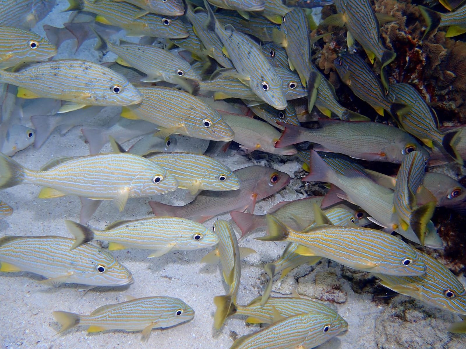 Real customer photo from Nahomy Tours - Snorkeling Adventure in the Roatán Reef - Item 13