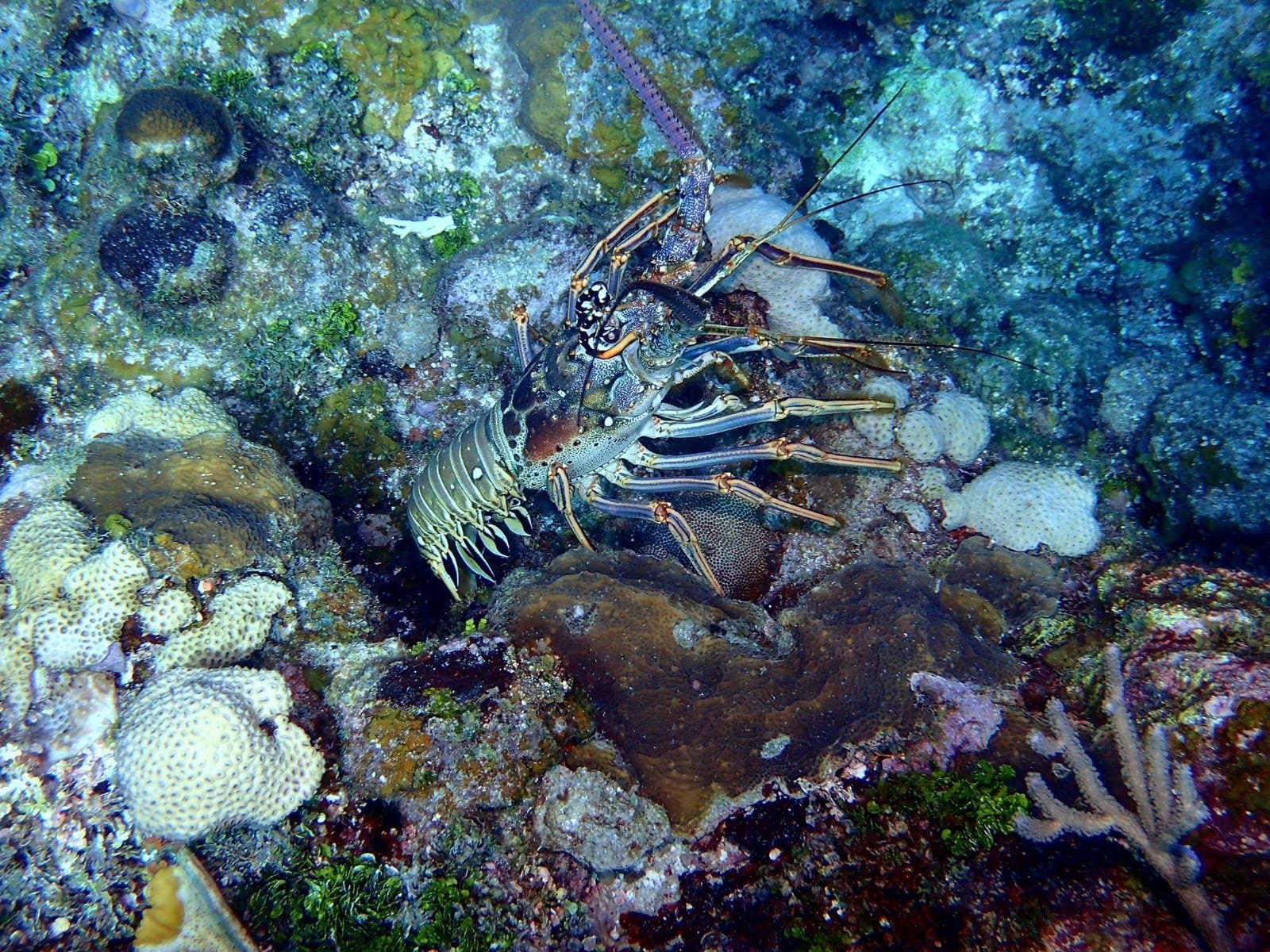 Real customer photo from Nahomy Tours - Snorkeling Adventure in the Roatán Reef - Item 14