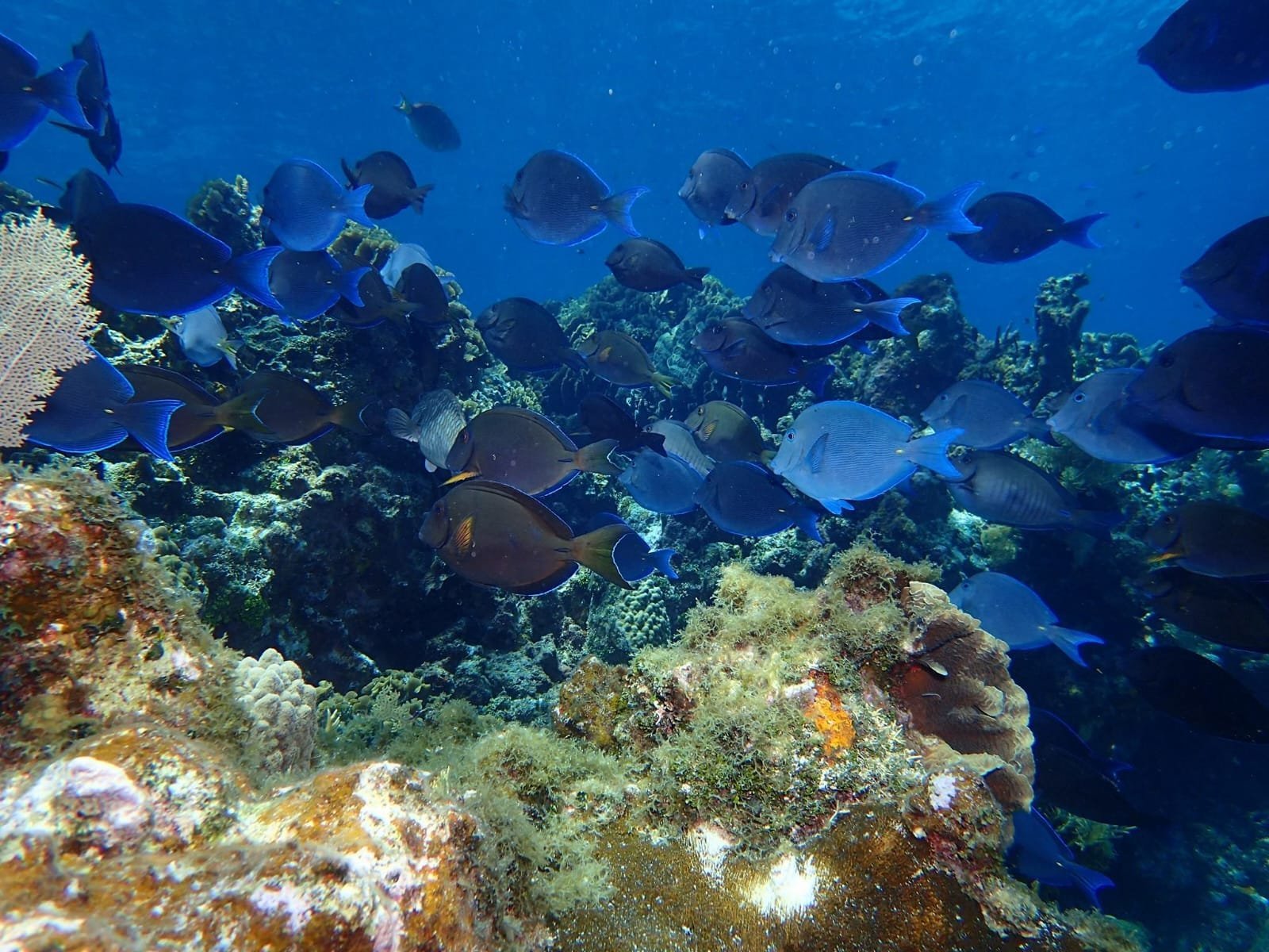 Real customer photo from Nahomy Tours - Snorkeling Adventure in the Roatán Reef - Item 15