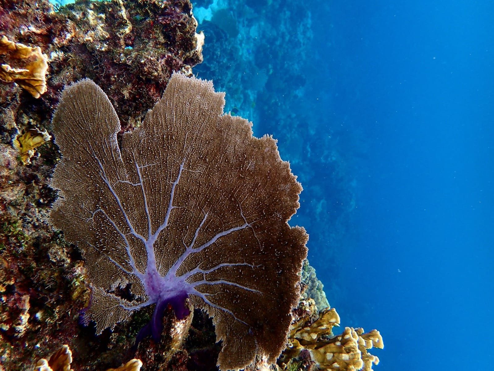 Real customer photo from Nahomy Tours - Snorkeling Adventure in the Roatán Reef - Item 16